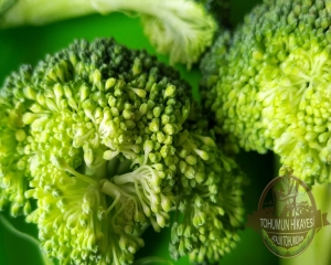 Brokoli Tohumu Nasıl Ekilir, Tohum Nasıl Elde Edilir?
